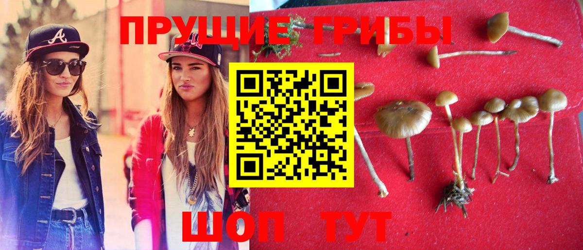 купить наркотики цена  Псилоцибиновые грибы MAGIC MUSHROOMS  Сарапул  Псилоцибиновые грибы GOLDEN TEACHER 